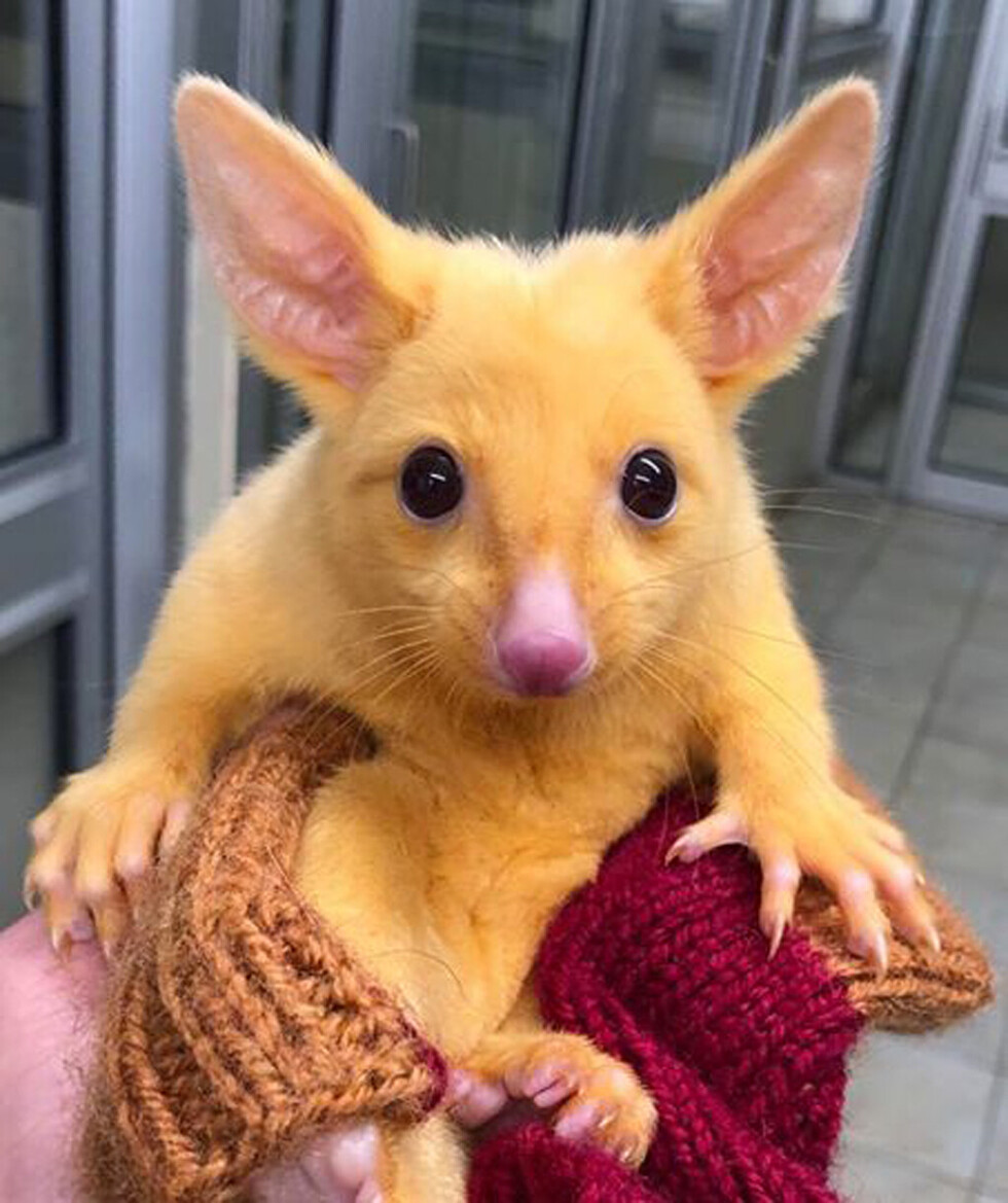 Furor en Australia por la aparición de Pikachu