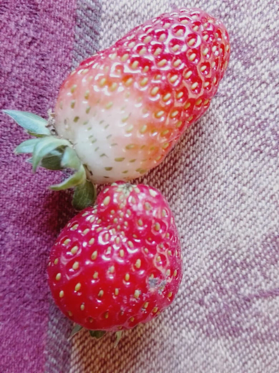 El olor de los higos, las nueces y las frutillas de Encarnación Daza