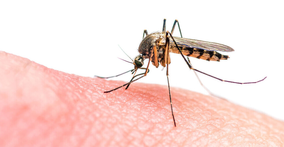Los mosquitos y la salud