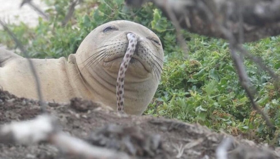 Hallan foca con una anguila colgada en su nariz