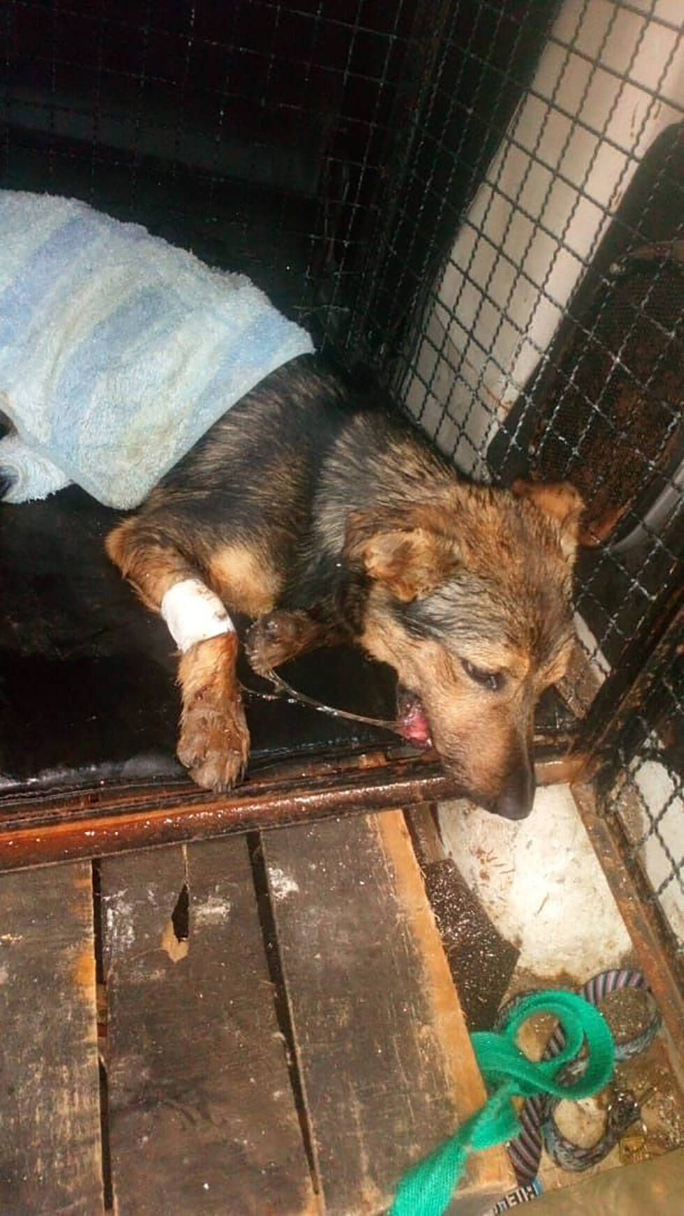 Pusieron petardo en la boca al perro y lo reventaron