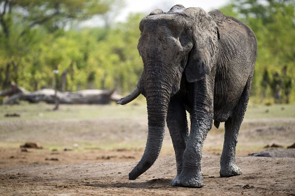 Un elefante aplastó hasta la muerte a un hombre