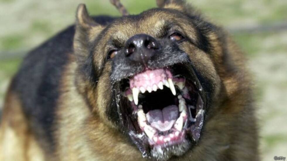 Murió de un paro y sus perros la devoraron