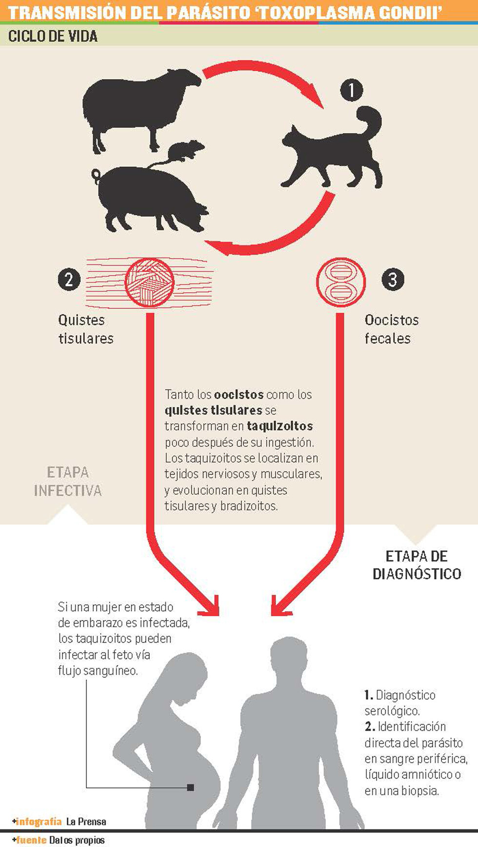La toxoplasmosis, el terror de las  embarazadas “aquí y en la China”
