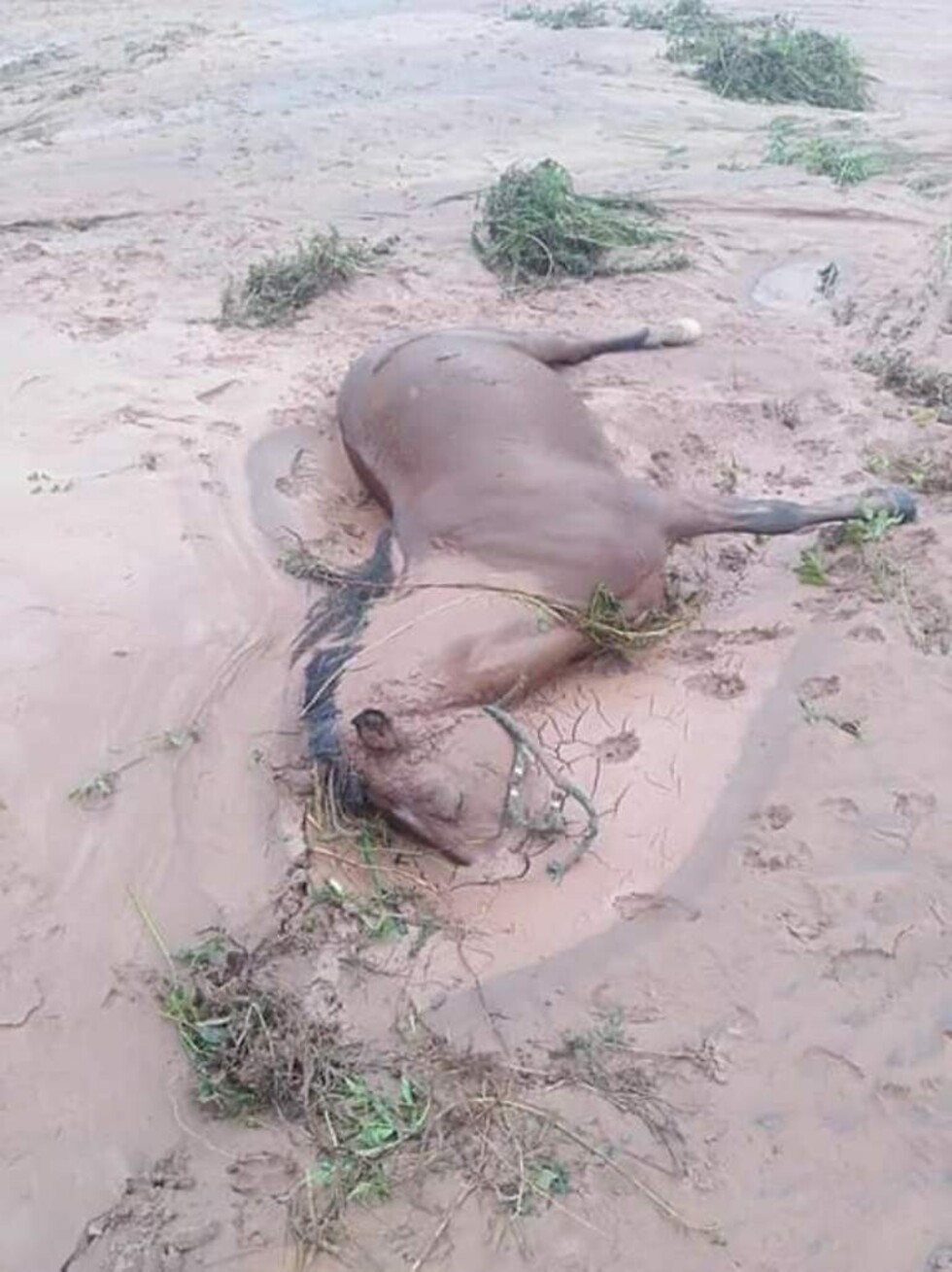 (FOTOS) Animales muertos, cultivos y casas con lodo es el resultado del desborde del río Pajonal en Entre Ríos