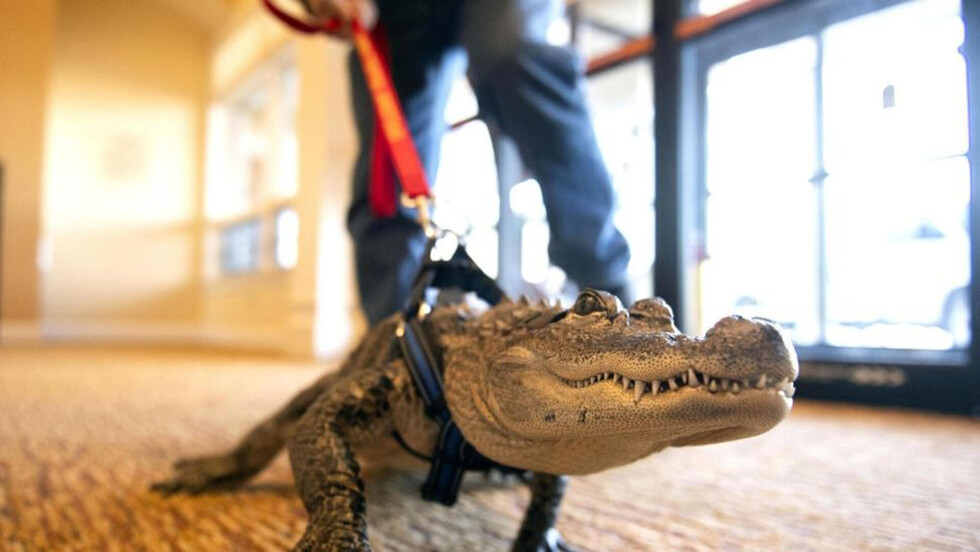 Hombre tiene un caimán como mascota