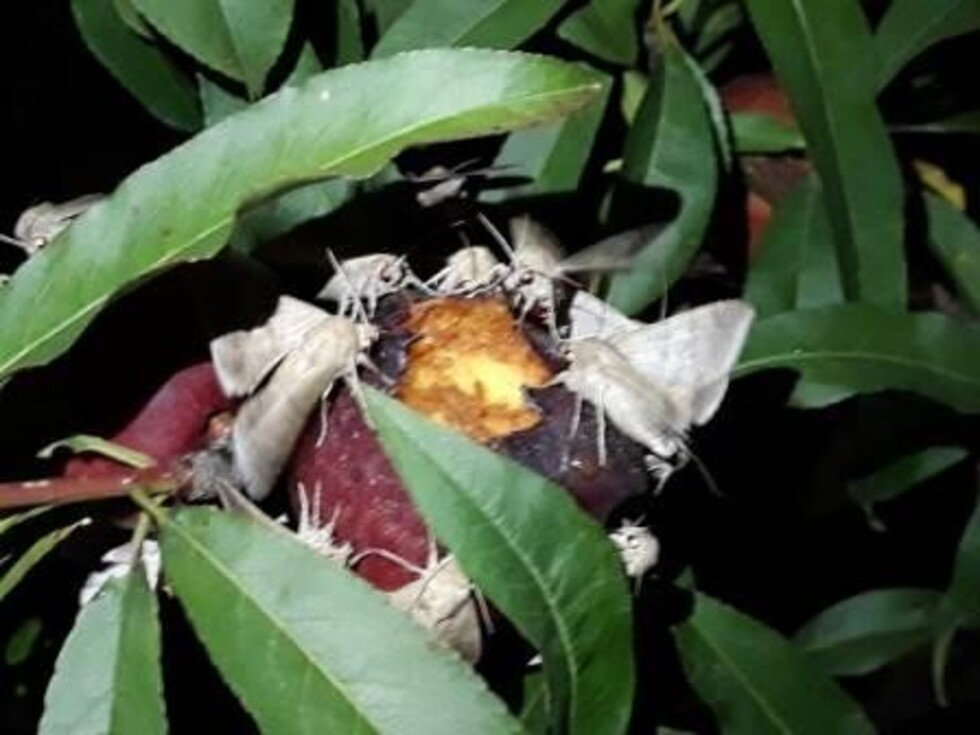 Capacitan a productores para frenar la mariposa nocturna