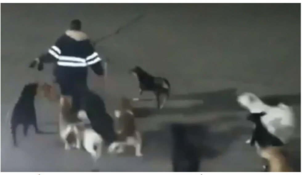 Jauría de perros mató a una mujer en México