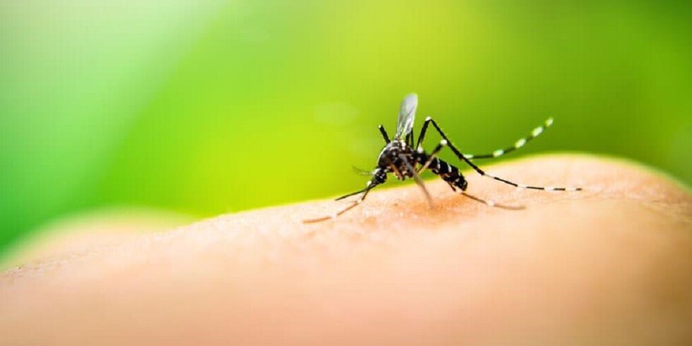 Declaran emergencia por epidemia sanitaria en Bermejo