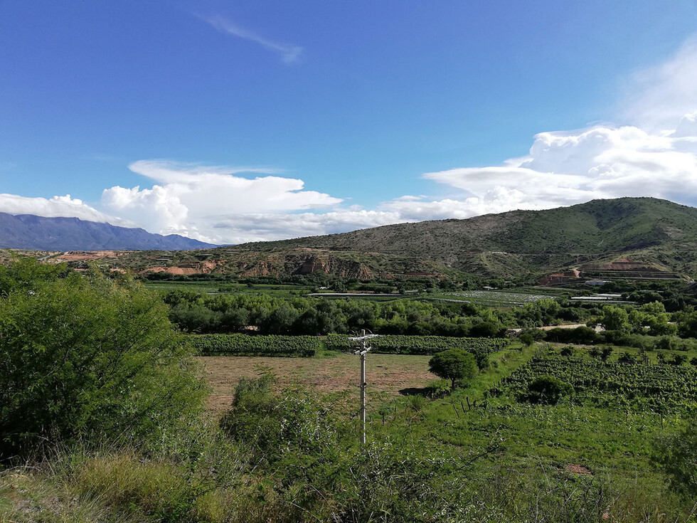 El cultivo predominante de la uva en el valle de Tarija