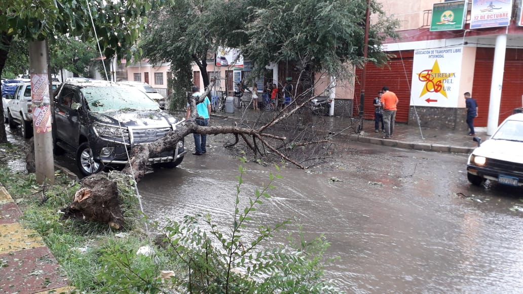 Municipio dice que poda los  árboles peligrosos “a pedido”