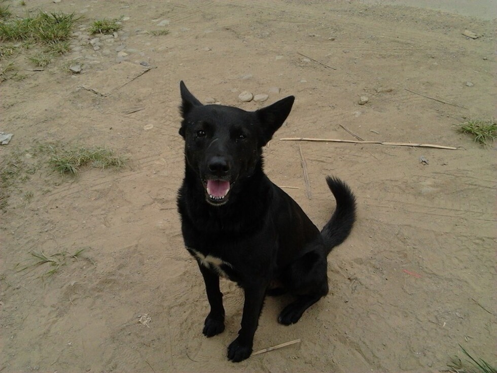 Perros y gatos con una historia "bajo las patas"