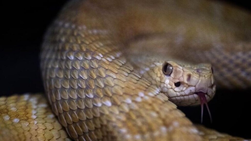 Usaron una serpiente contra un ladrón