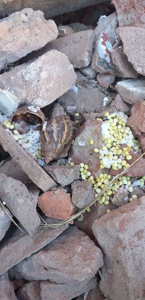 Alerta por aparición del caracol africano en Villa Montes