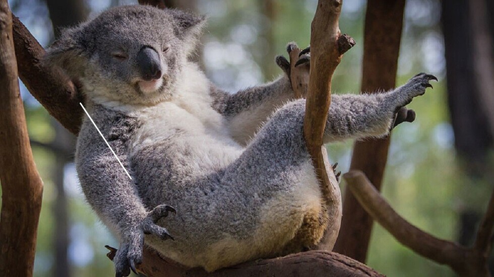 Un koala 'seductor' conquista las redes con su pose de modelo (FOTO)