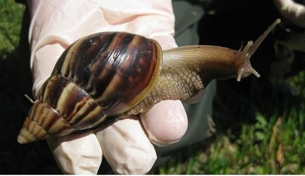 Conozca  el caracol africano, su llegada a Bolivia y sepa qué hacer