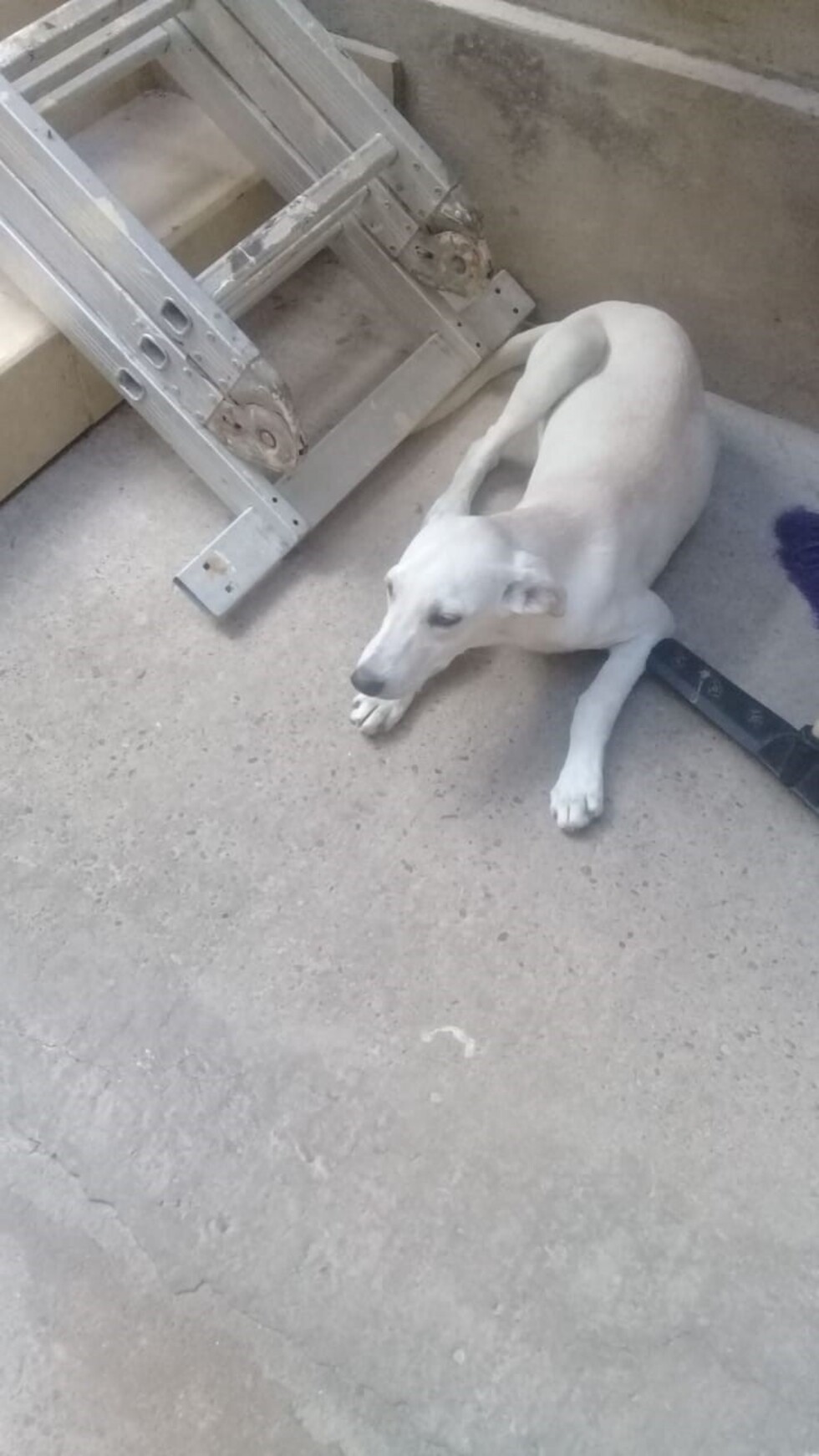 Maggie busca una familia