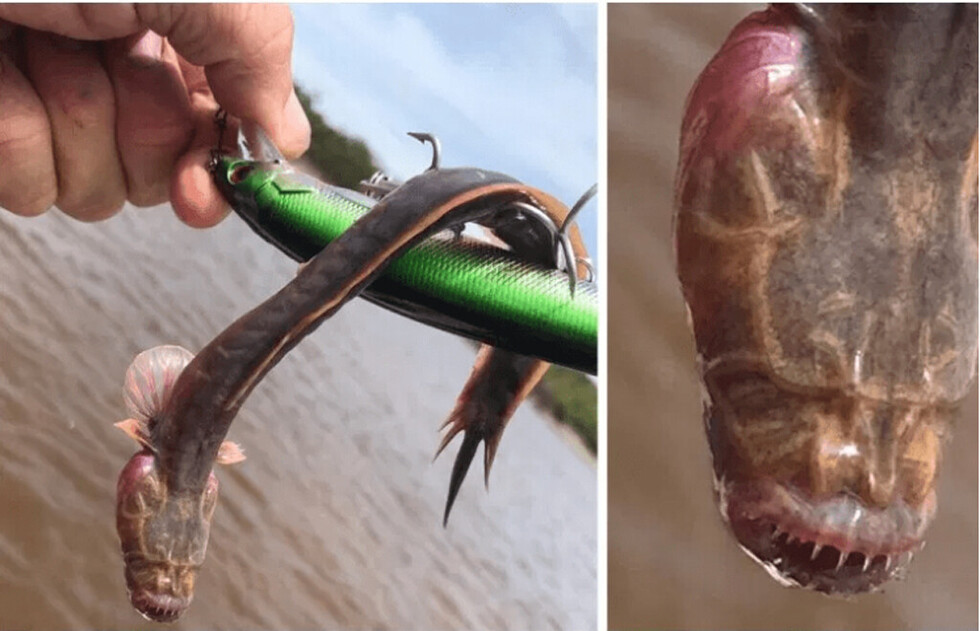 Pescó una horrible criatura en Australia