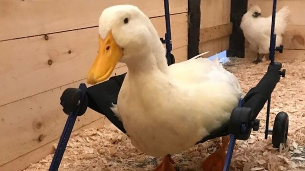 Pato discapacitado consigue caminar