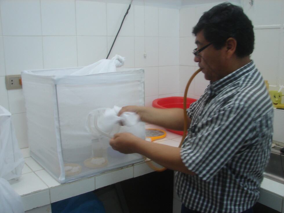 Yacuiba: los mosquitos ya son resistentes a los insecticidas