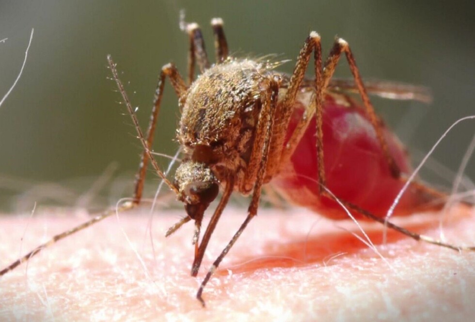 Confirman el primer caso de Zika en una mujer embarazada de Bermejo