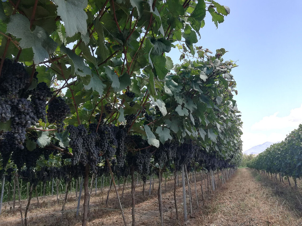 Producción de la variedad de uva Sirah en la finca Don Lucho en La Choza