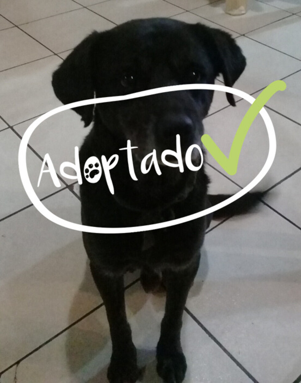 Negrito, alias el chato