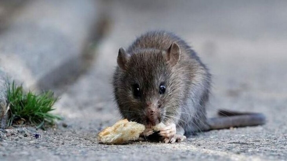 Sedes prevé un incremento de casos de hantavirus en otoño