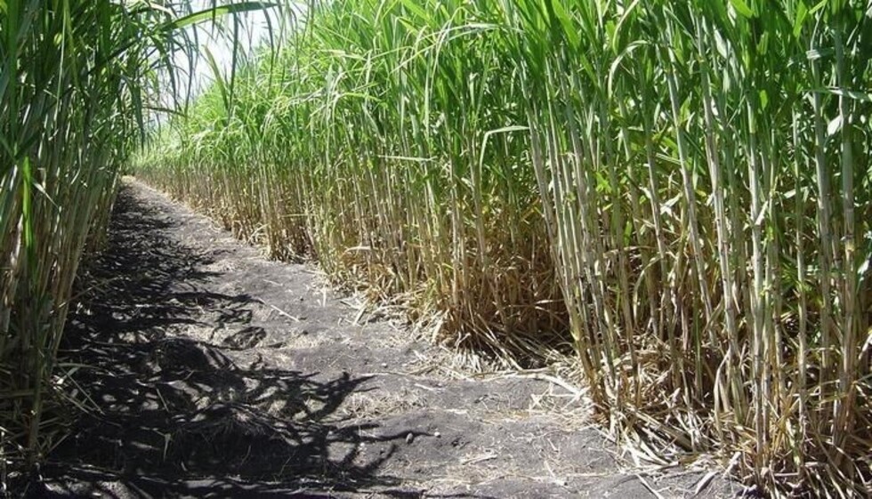 Cañeros preparan acuerdo para inicio de la zafra 2019