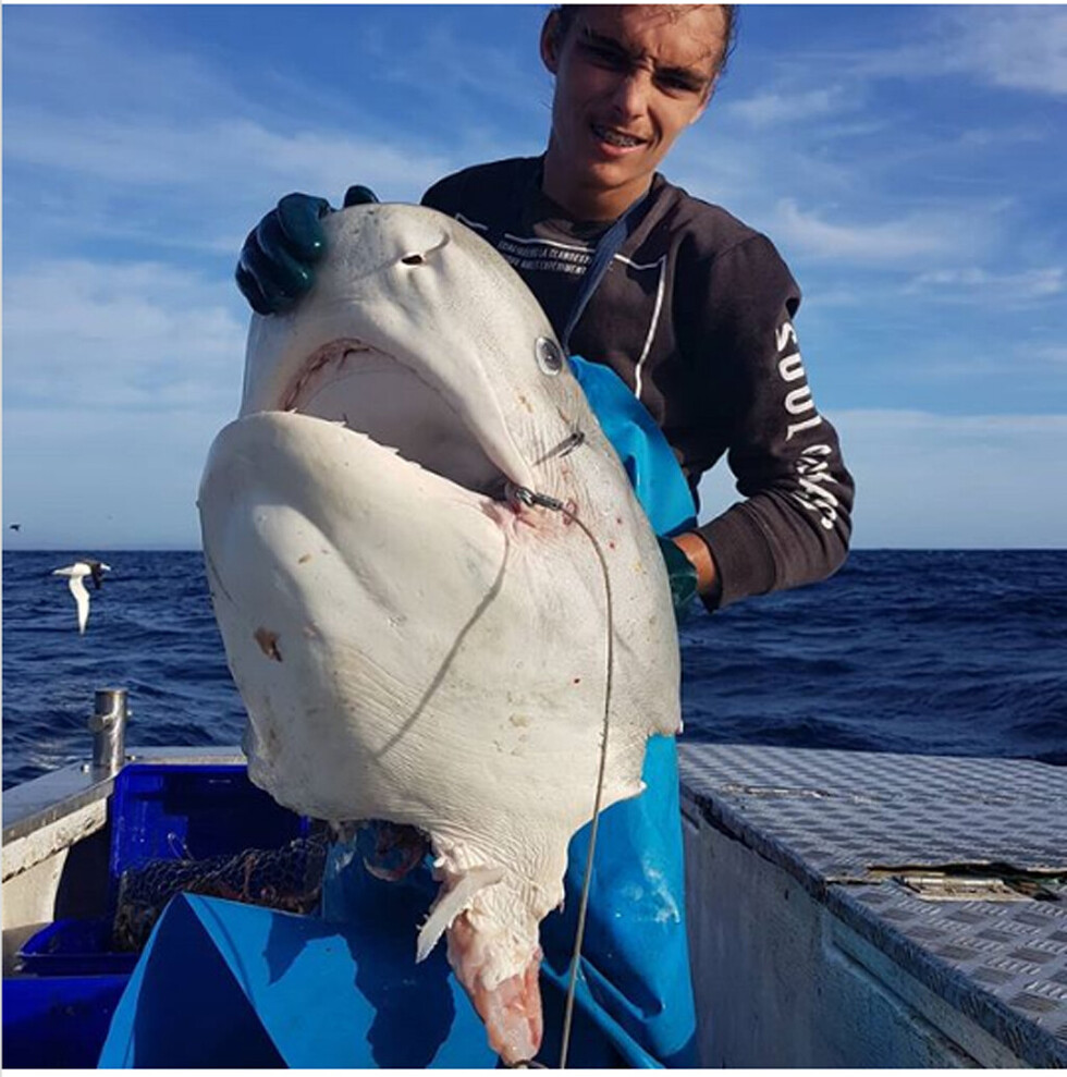 Hallan enorme cabeza de tiburón de 100 kg