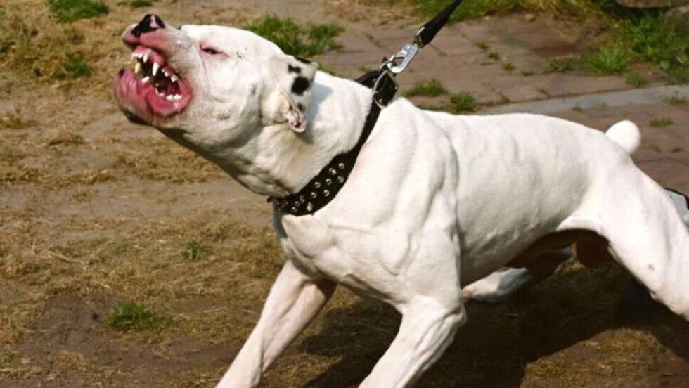 Niña de 6  años murió atacada por  su perro