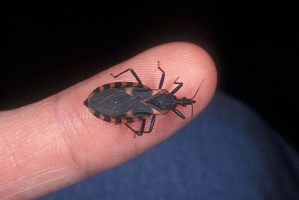 Chagas se mantiene: Vinchucas crean resistencia a pesticidas