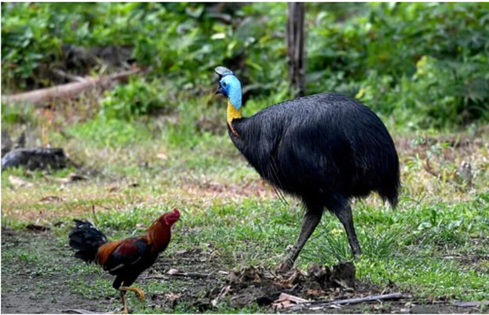 Una de las aves más peligrosas del mundo mató a su dueño