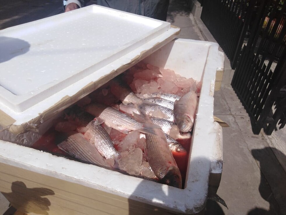 Donan pescados decomisados a hogares en Tarija