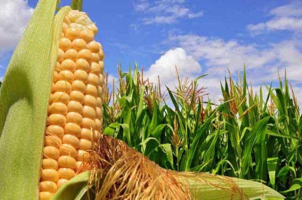 Crece la frontera agrícola en el Chaco para biocombustible