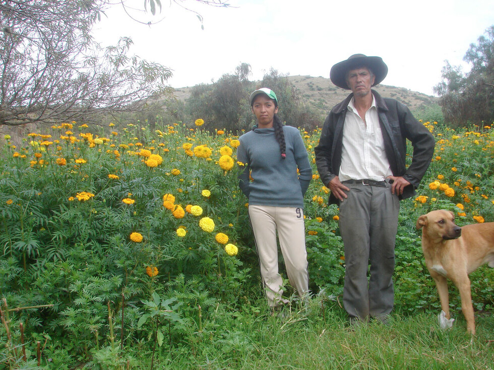 La rosa pascua, su verdadero origen y su encanto en Tarija