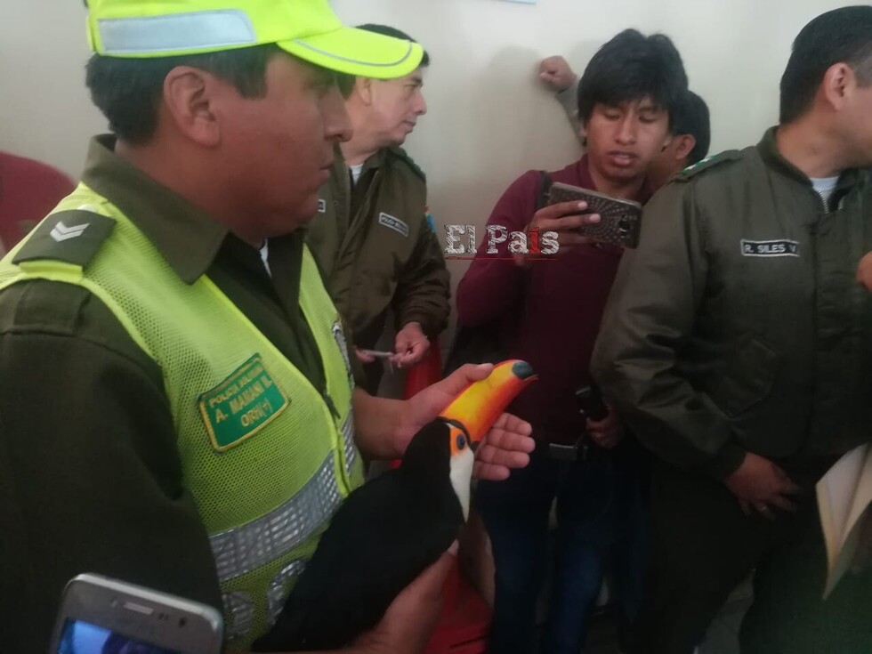 Tucán era llevado como una "encomienda" en Tarija