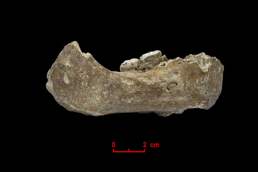 Identifican un antepasado humano de hace 160.000 años