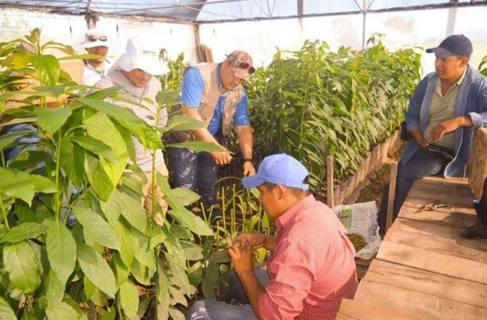 Exhibirán resultados del cultivo de palta