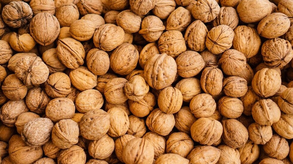 Productores de Tarija apuestan por la nogalicultura