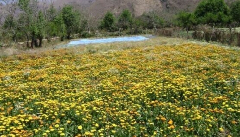 Fábrica de manzanilla se activa y procesará unas 12 toneladas