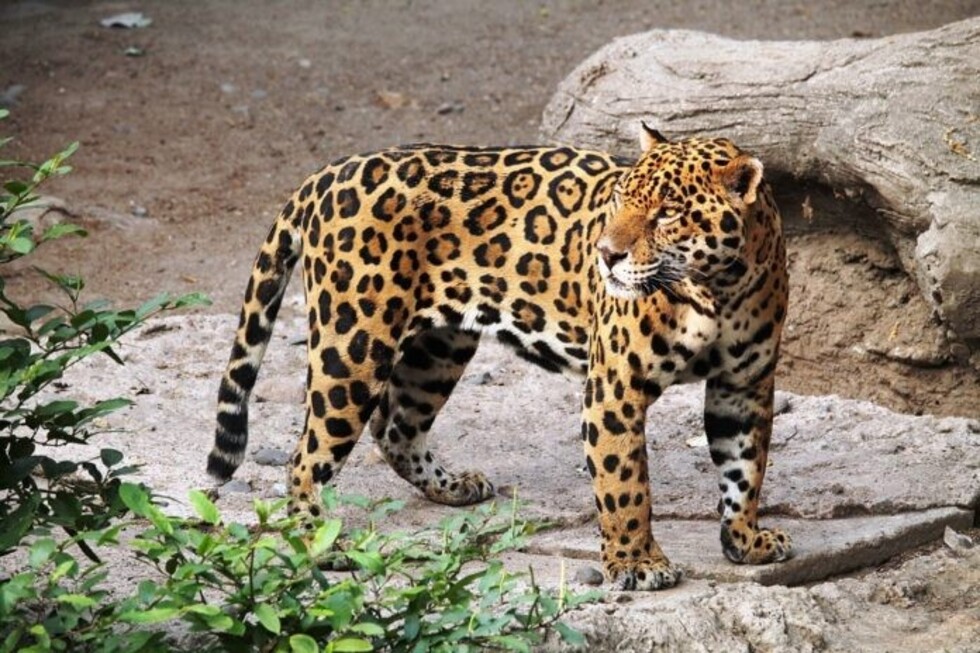 Tráfico ilegal y deforestación amenazan la fauna en Tarija