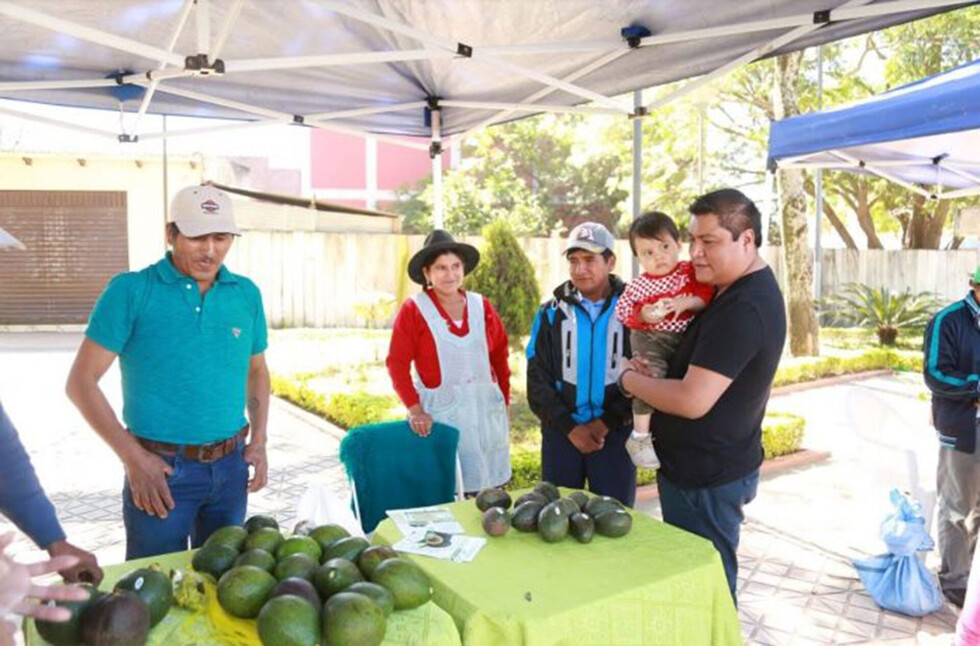 Seragro y Fautapo impulsan Cultivo de palta en Yacuiba