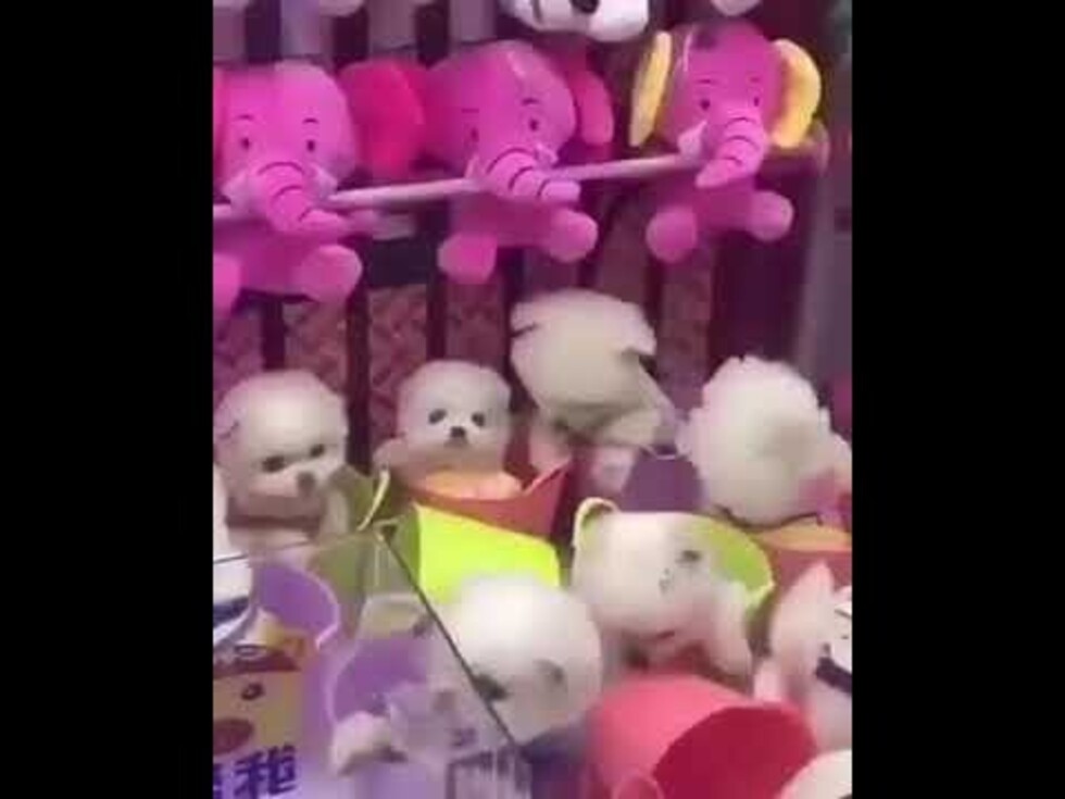 Máquina entrega de premio perros reales