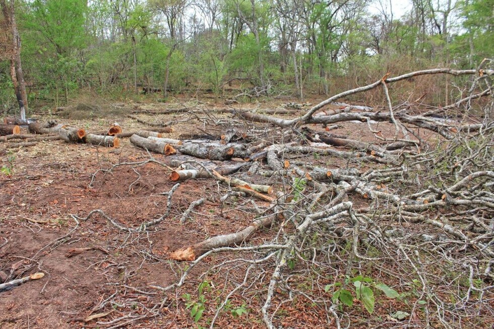 Estudio: en 5 años Tarija perdió 33.284 hectáreas de bosque