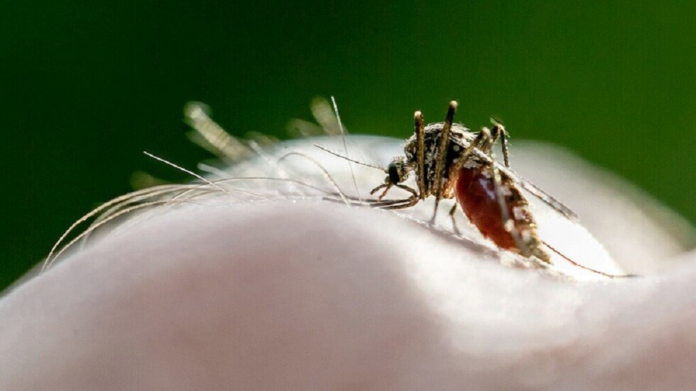 La OMS certifica que Argentina está libre de malaria: "Es un modelo para otros países"