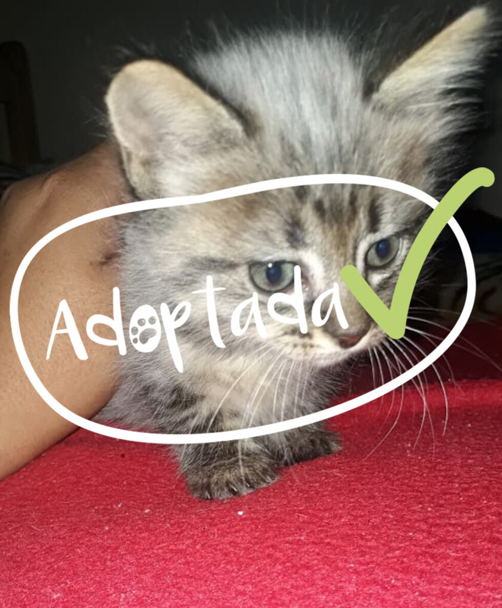 Zen la Gatita silenciosa