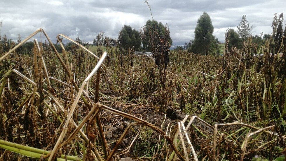 Campesinos de la zona alta buscan alternativas por el cambio climático
