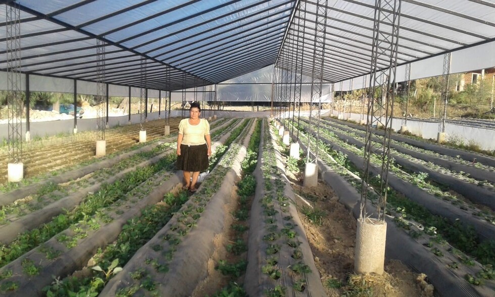 Carpas solares, alternativa para cultivar frutilla en Coimata