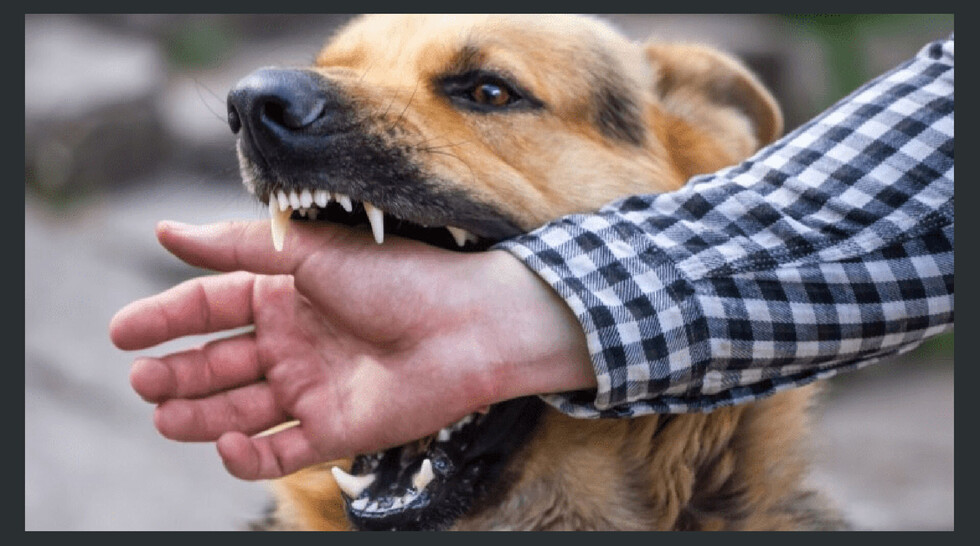 Policías fueron atacados por jauría de perros